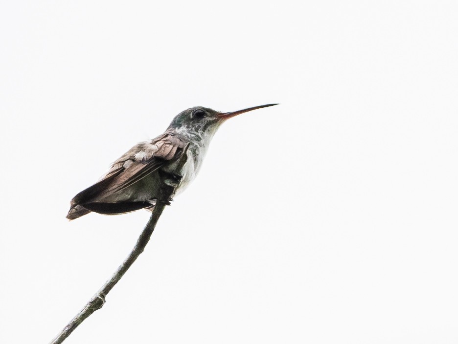 Versicolored Emerald - Bob Friedrichs