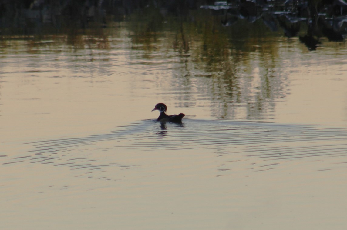 Wood Duck - ML624490336