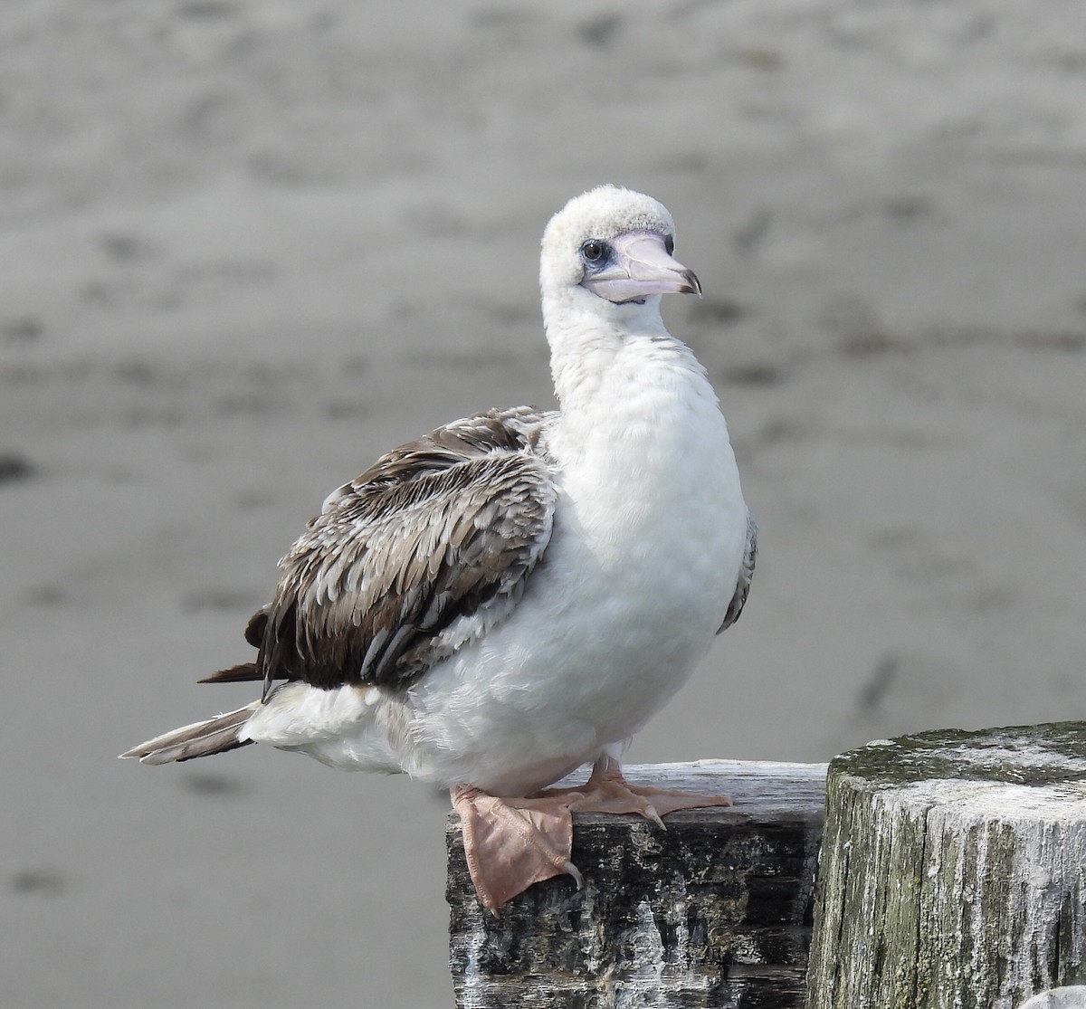 Red-footed Booby - ML624490351