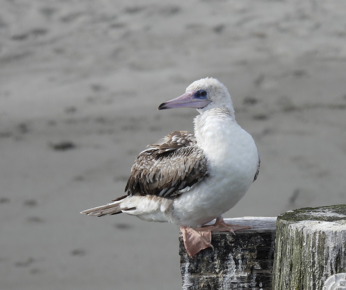 Red-footed Booby - ML624490352