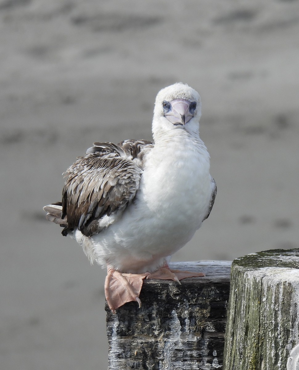 Red-footed Booby - ML624490353