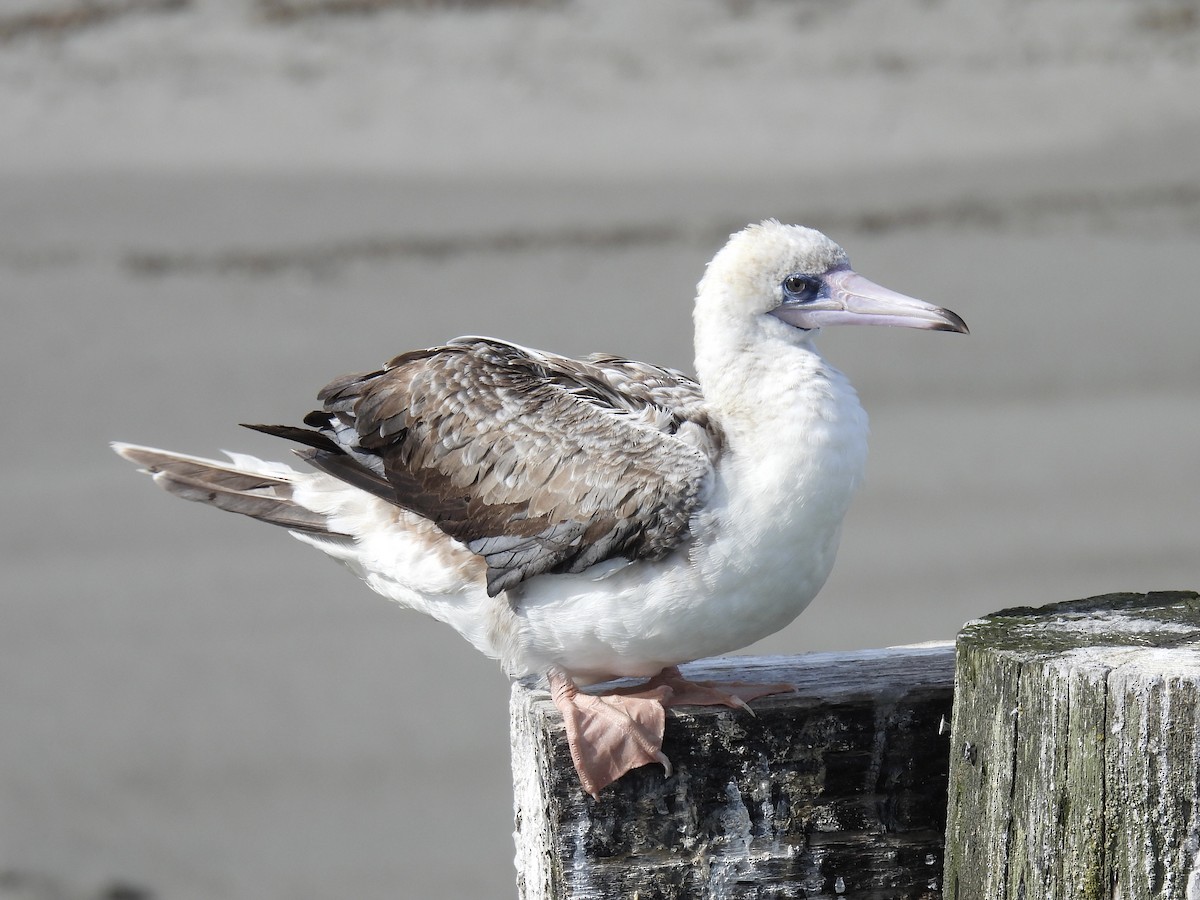 Red-footed Booby - Jeff Hambleton