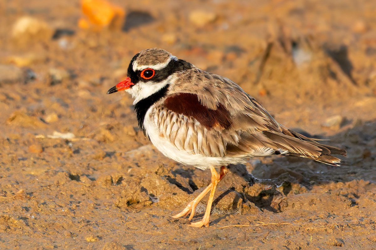 Black-fronted Dotterel - ML624490398
