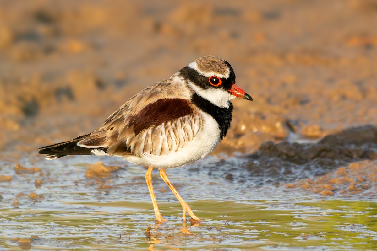 Black-fronted Dotterel - ML624490401