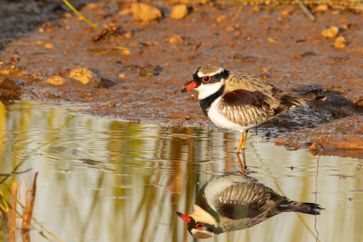 Black-fronted Dotterel - ML624490403