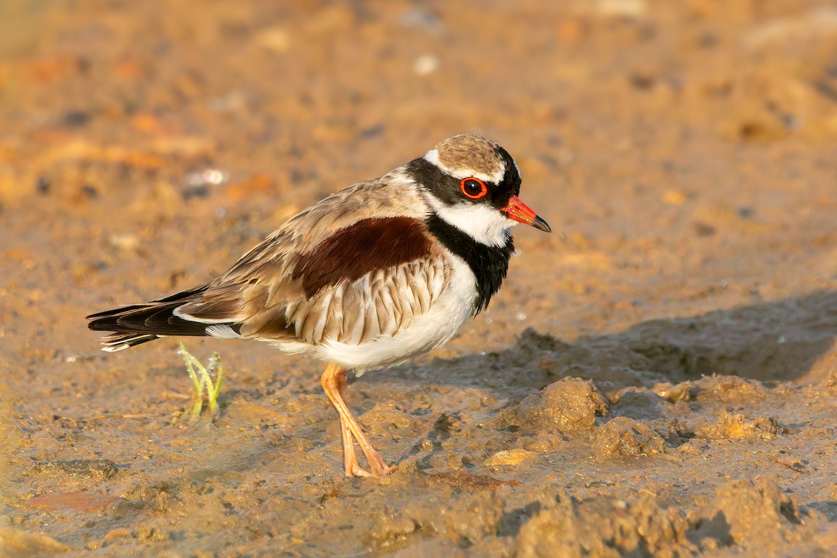 Black-fronted Dotterel - ML624490409
