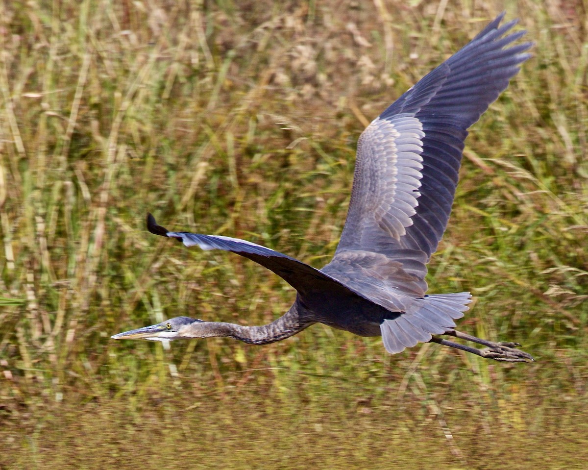 Great Blue Heron - ML624490463