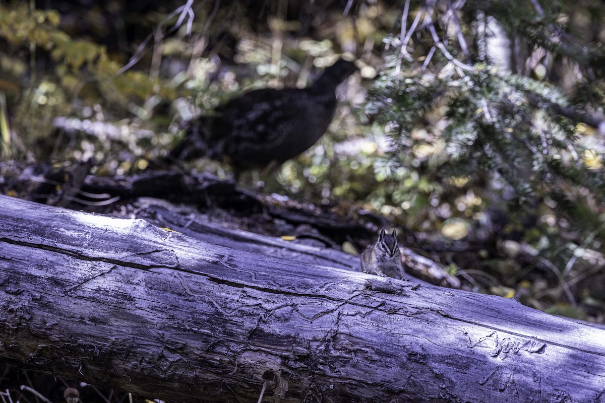 Dusky Grouse - ML624490496