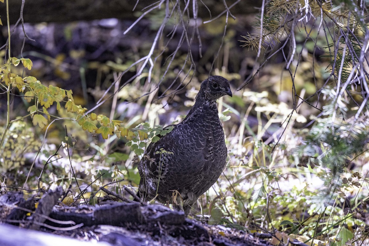 Dusky Grouse - ML624490511