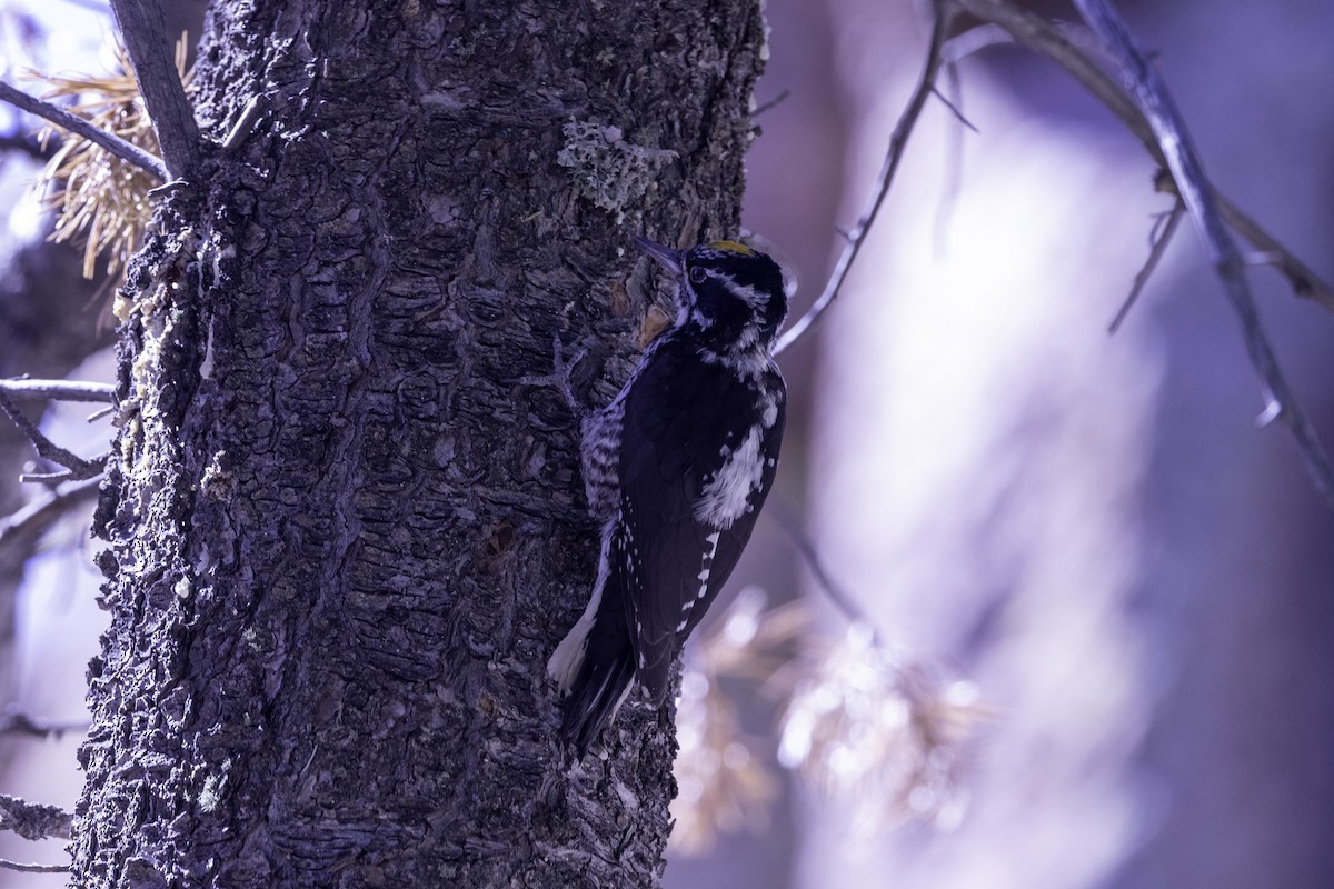 American Three-toed Woodpecker - ML624490548