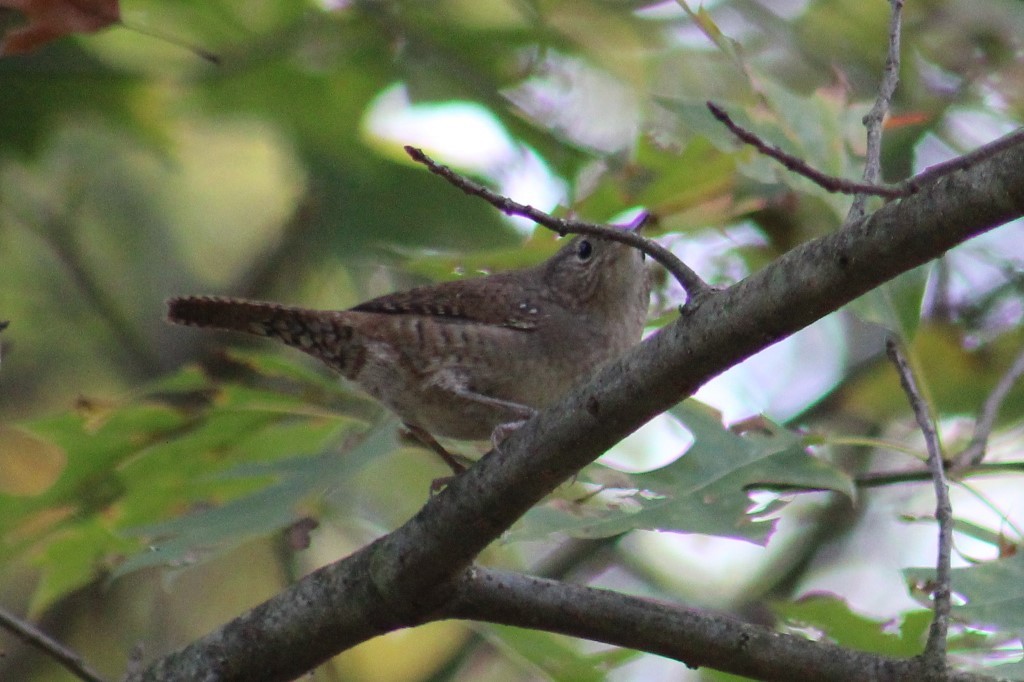 Northern House Wren - ML624490566