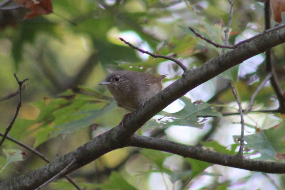 Northern House Wren - ML624490567