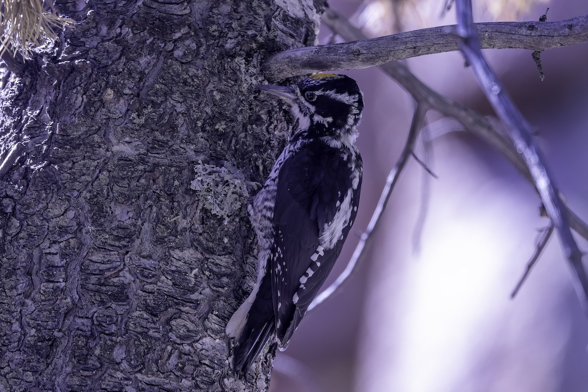 American Three-toed Woodpecker - ML624490568