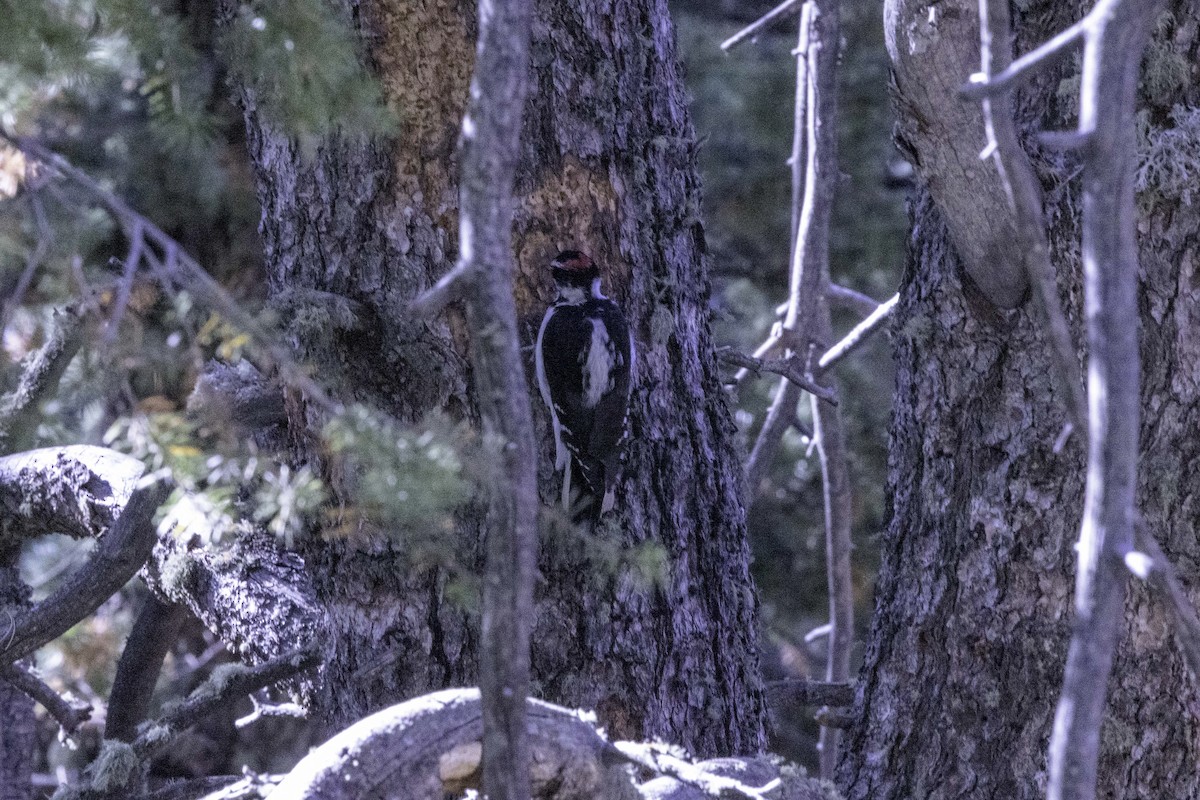 Hairy Woodpecker - ML624490586