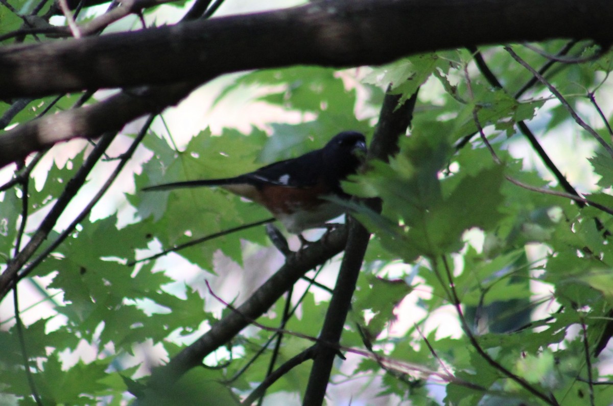 Eastern Towhee - Deborah  Hansen