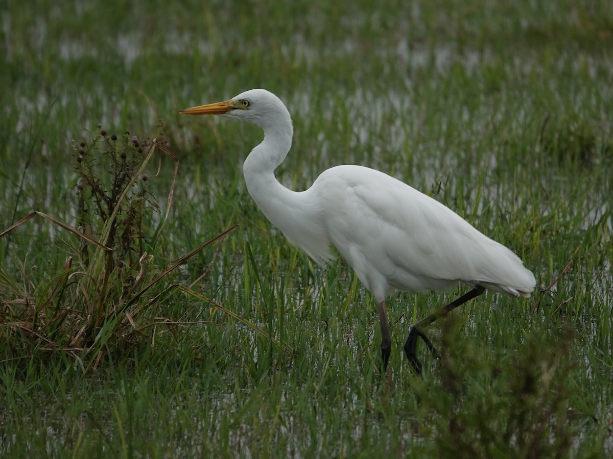 Yellow-billed Egret - ML624490657