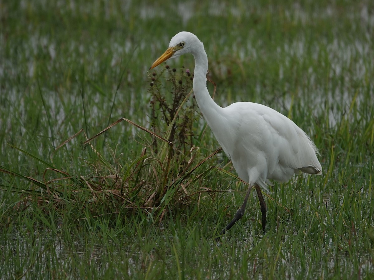 Yellow-billed Egret - ML624490659