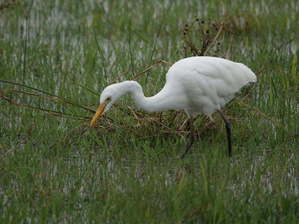 Yellow-billed Egret - ML624490660