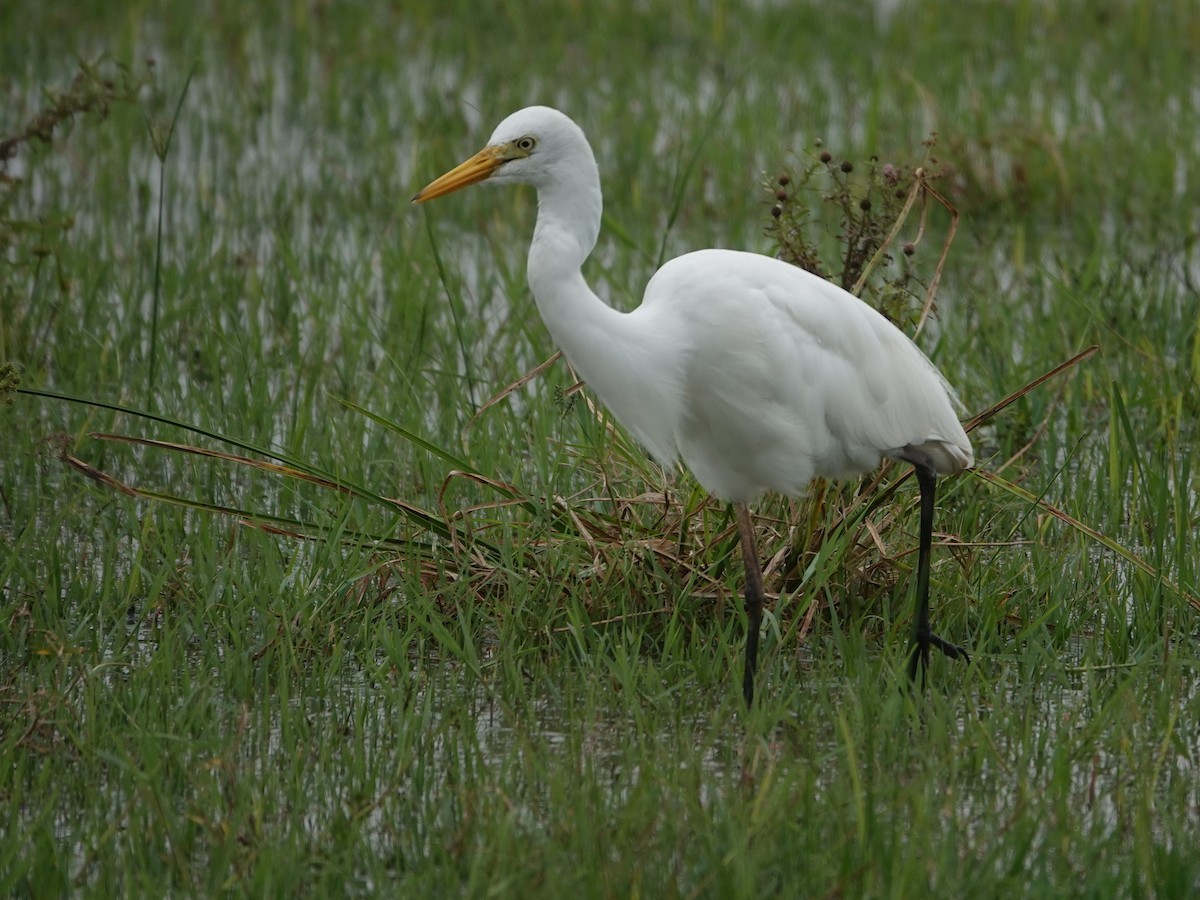 Yellow-billed Egret - ML624490661