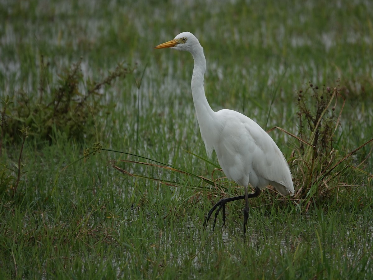 Yellow-billed Egret - ML624490662