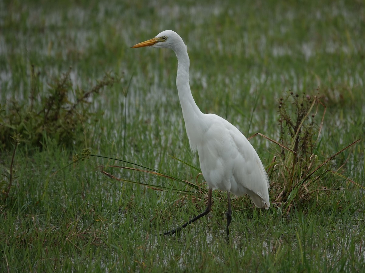 Yellow-billed Egret - ML624490663