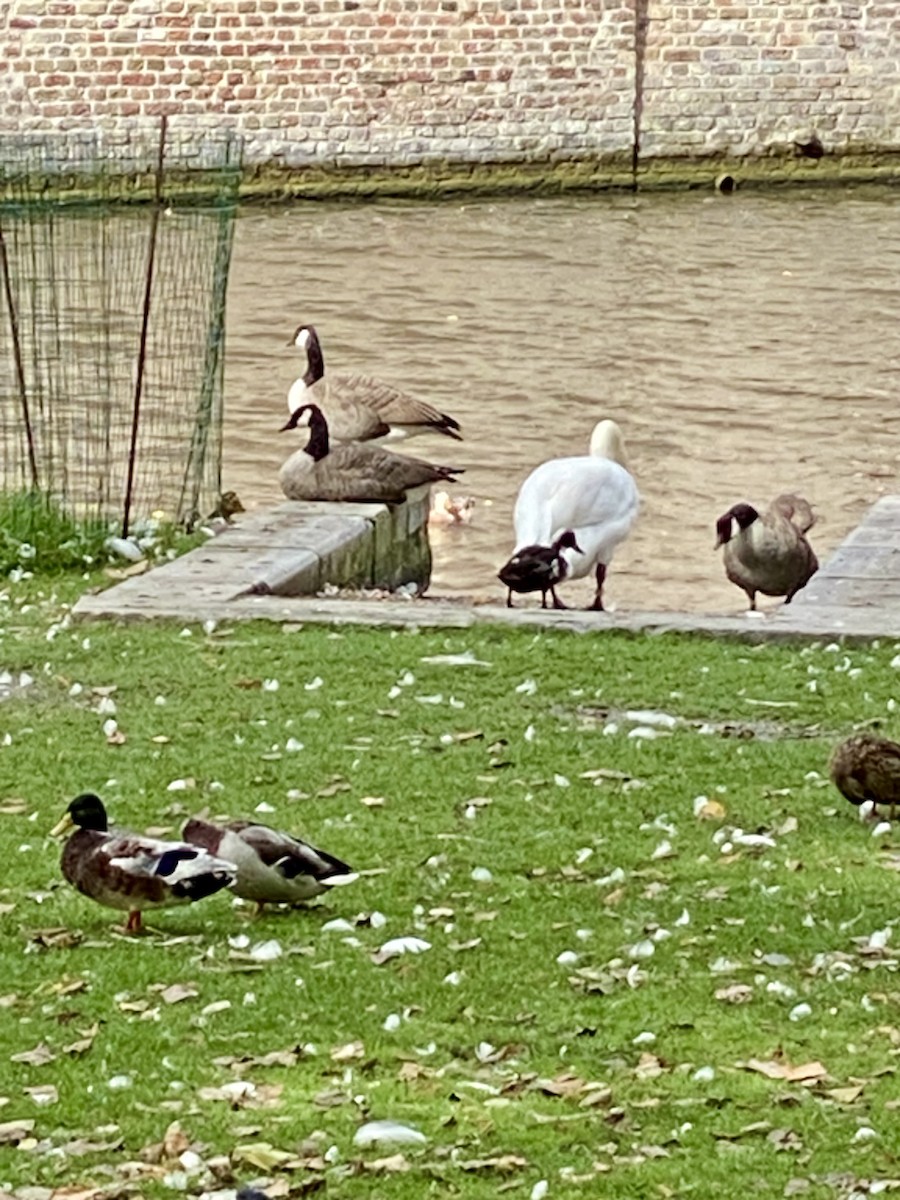 Canada Goose - ML624490670