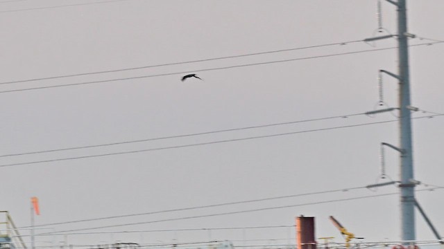 Brown Booby - ML624490681