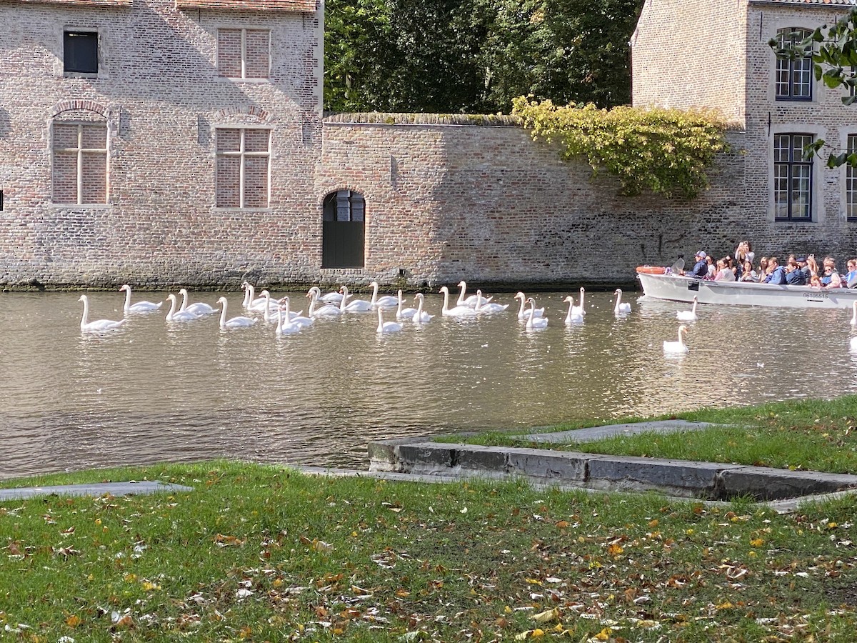 Mute Swan - ML624490686