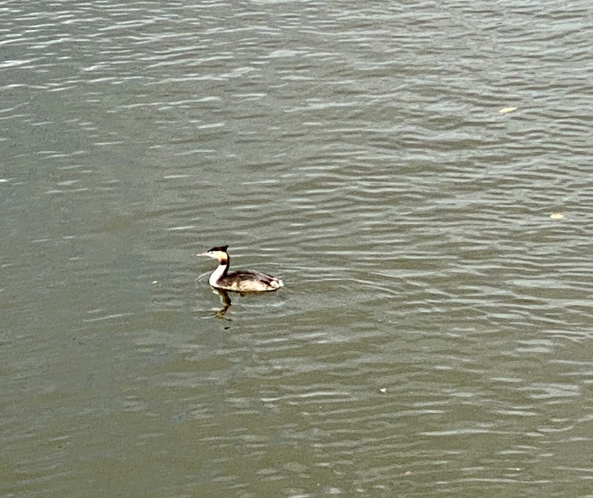 Great Crested Grebe - ML624490724