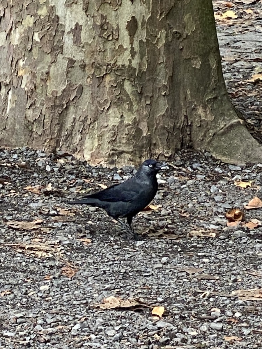 Eurasian Jackdaw - ML624490743