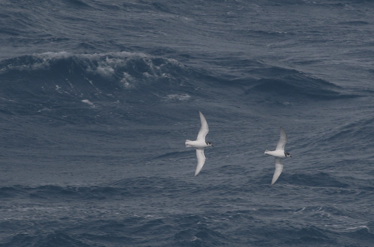 Blue Petrel - ML624490805