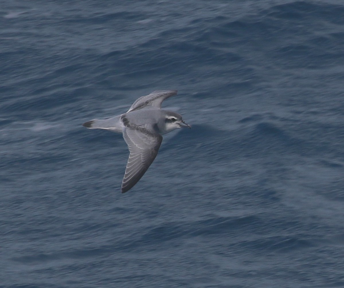 Antarctic Prion - ML624490893