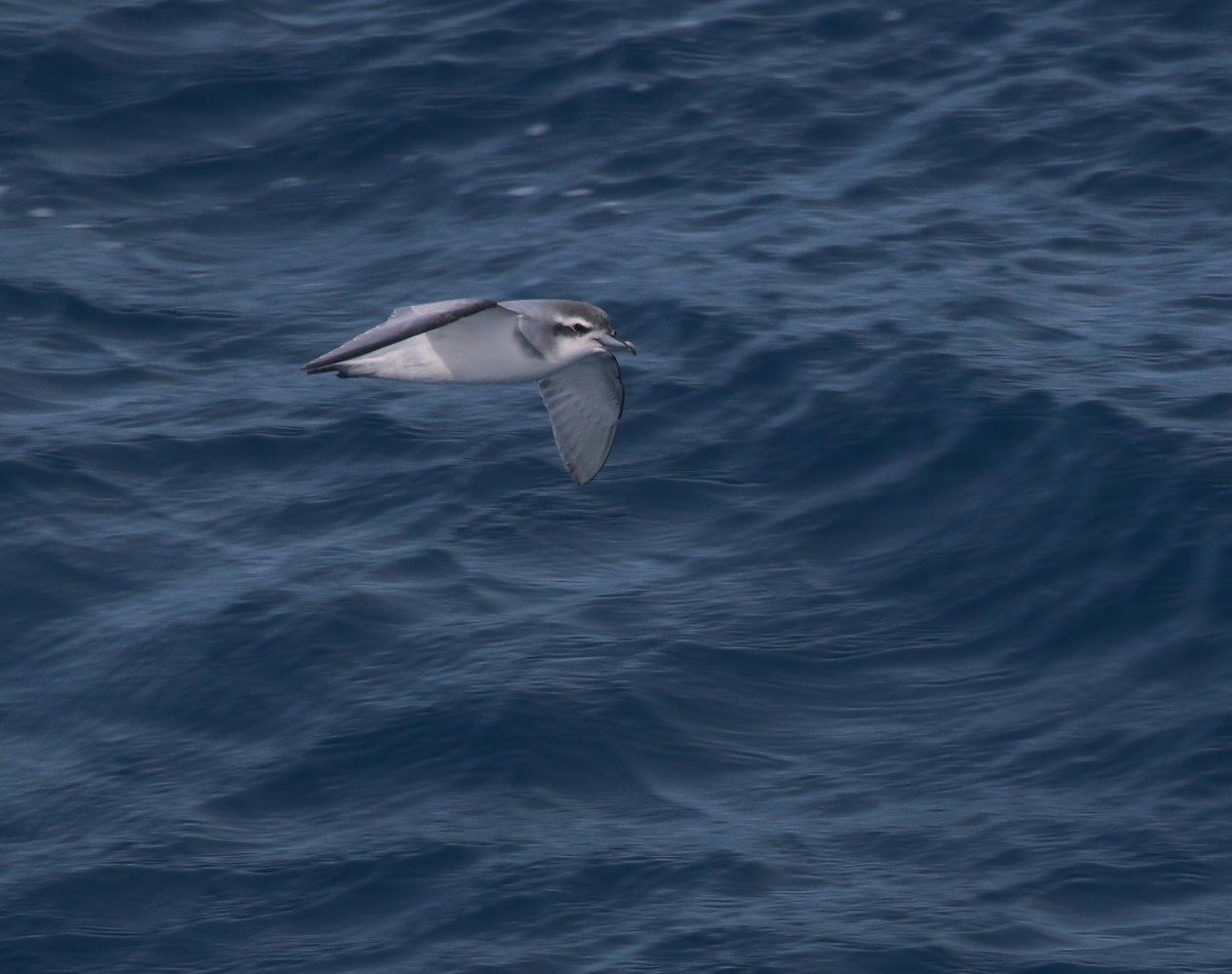 Antarctic Prion - David Stejskal