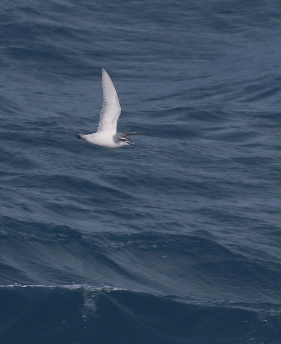 Antarctic Prion - ML624490896