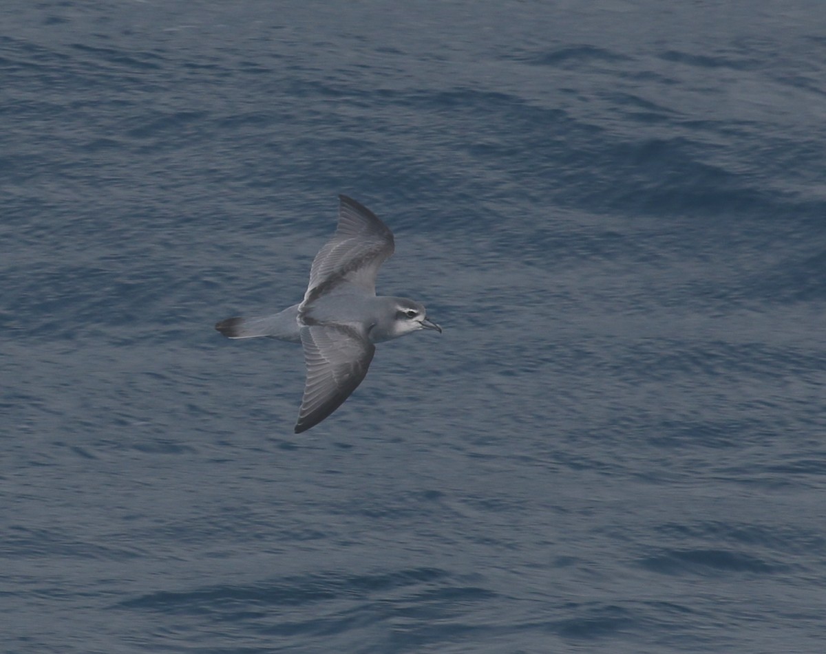 Antarctic Prion - ML624490898