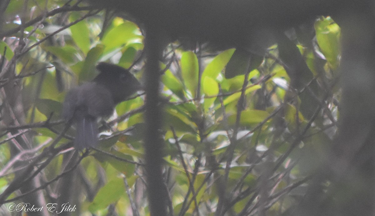 紫綬帶 - ML624491060