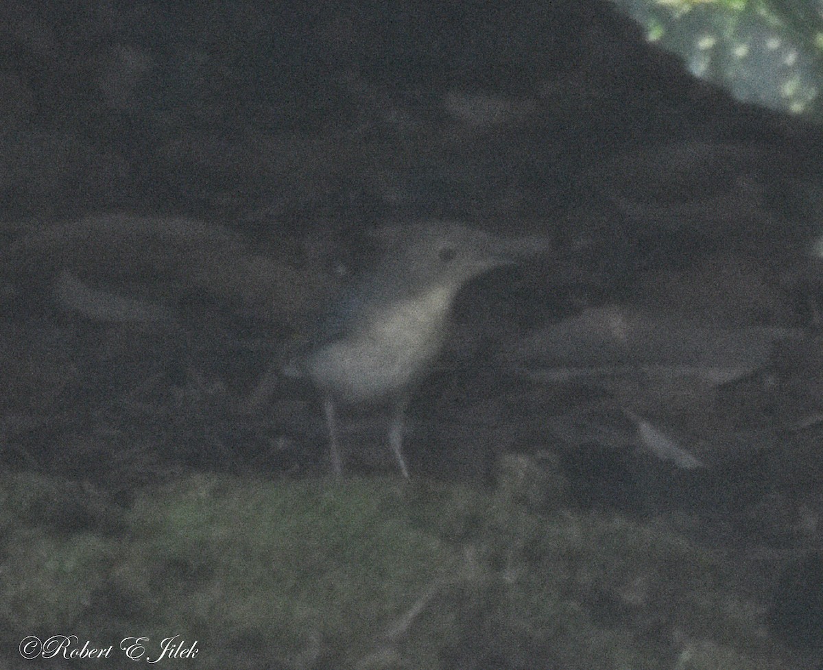 藍歌鴝 - ML624491069