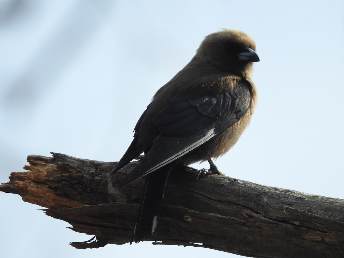 Dusky Woodswallow - ML624491136