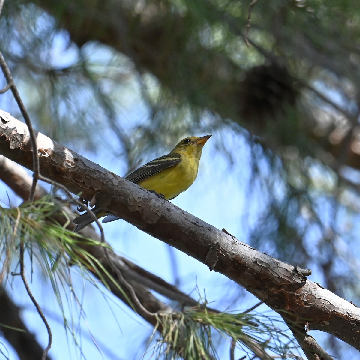 Western Tanager - ML624491206