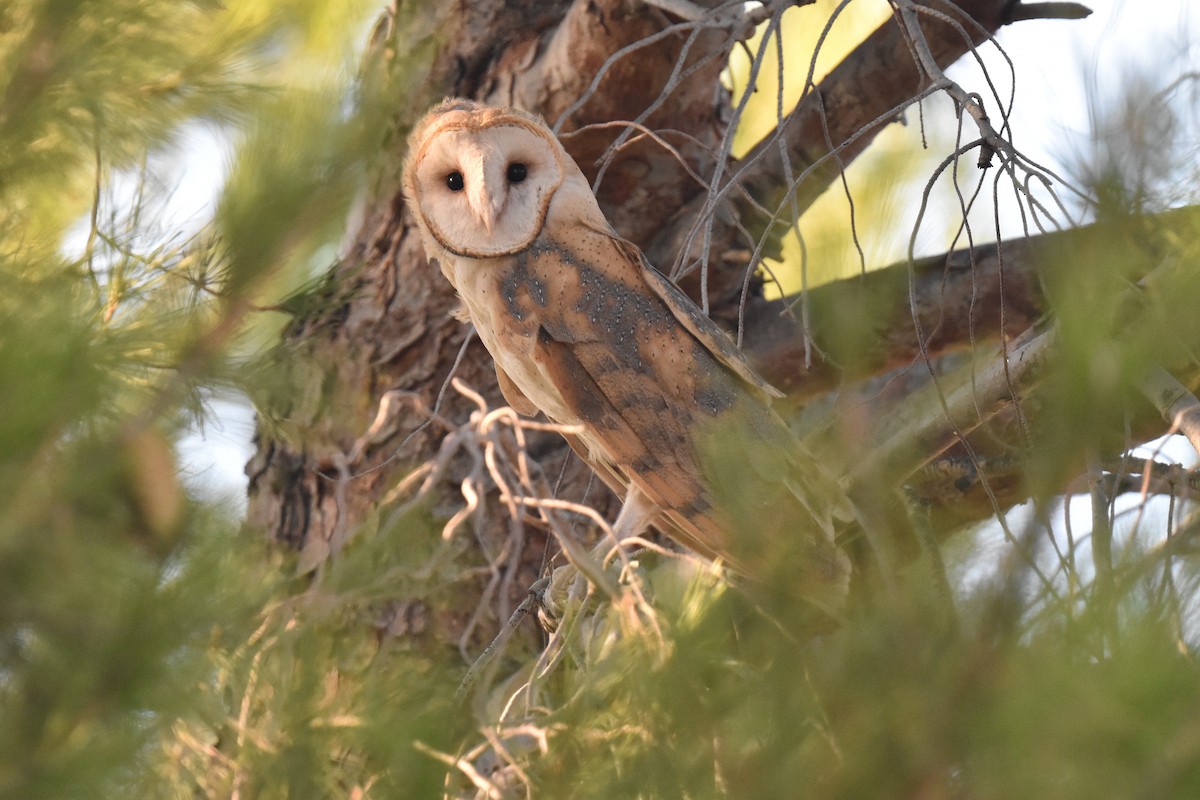 Barn Owl - ML624491209