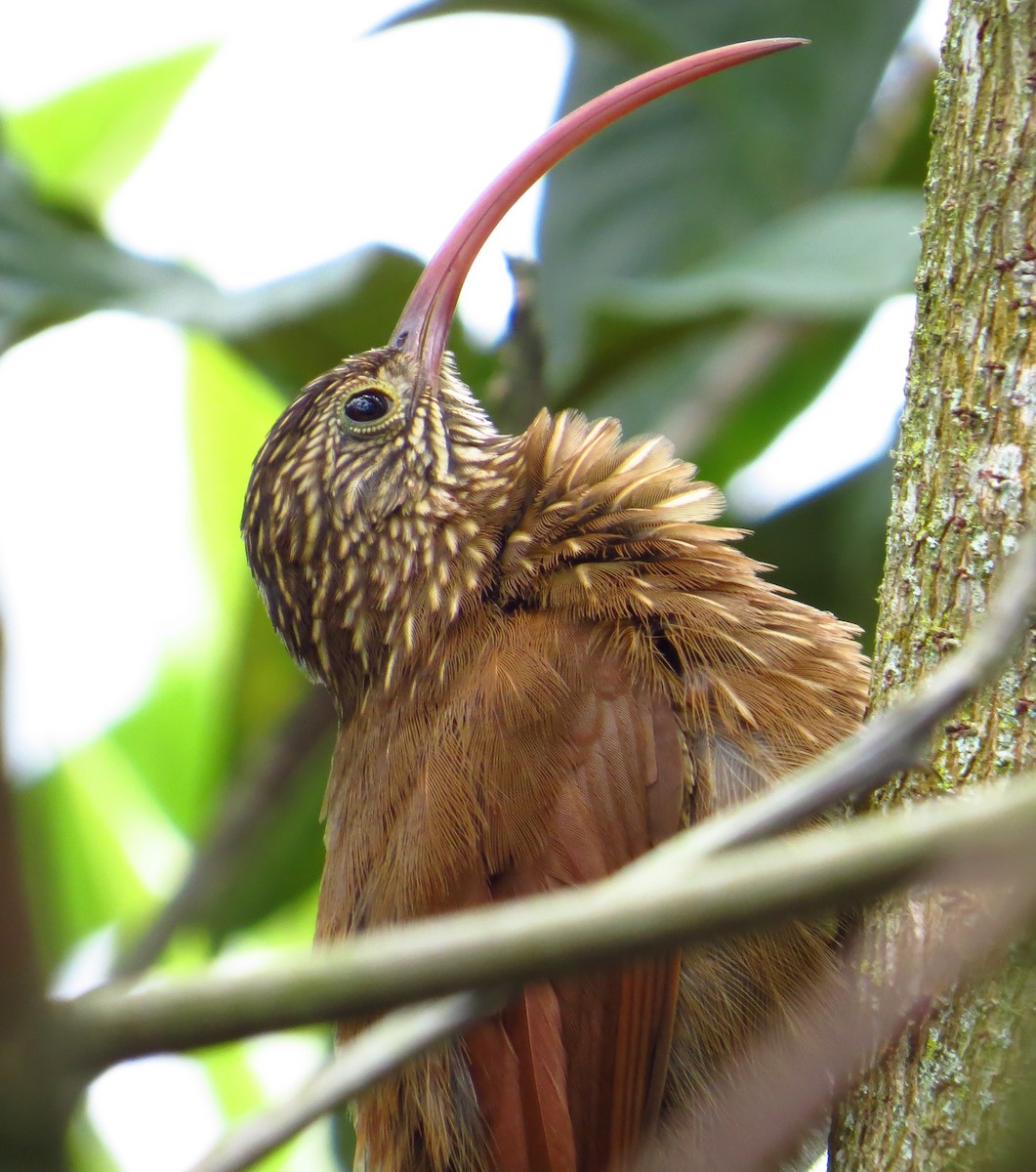 Red-billed Scythebill - ML624491242