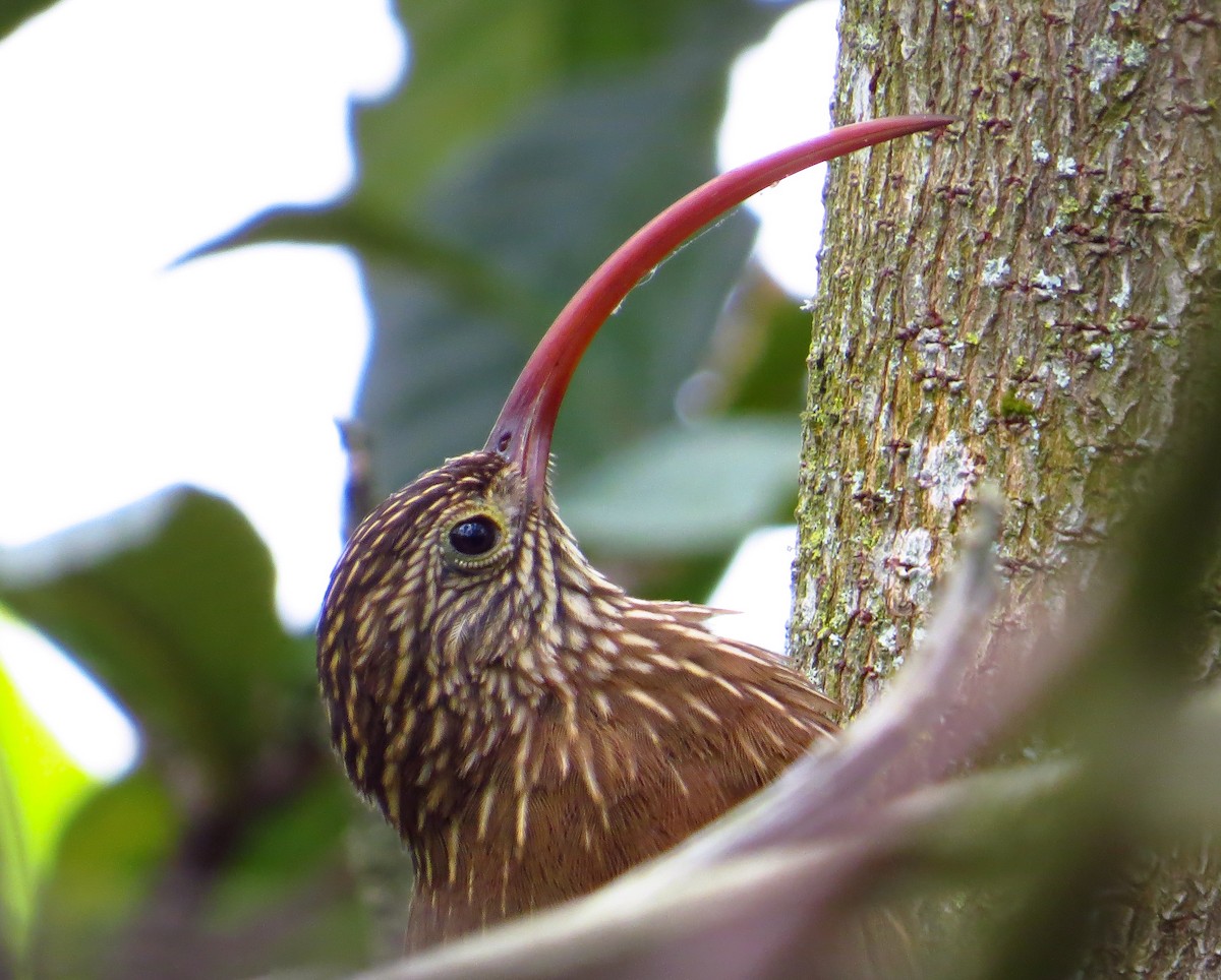 Red-billed Scythebill - ML624491243