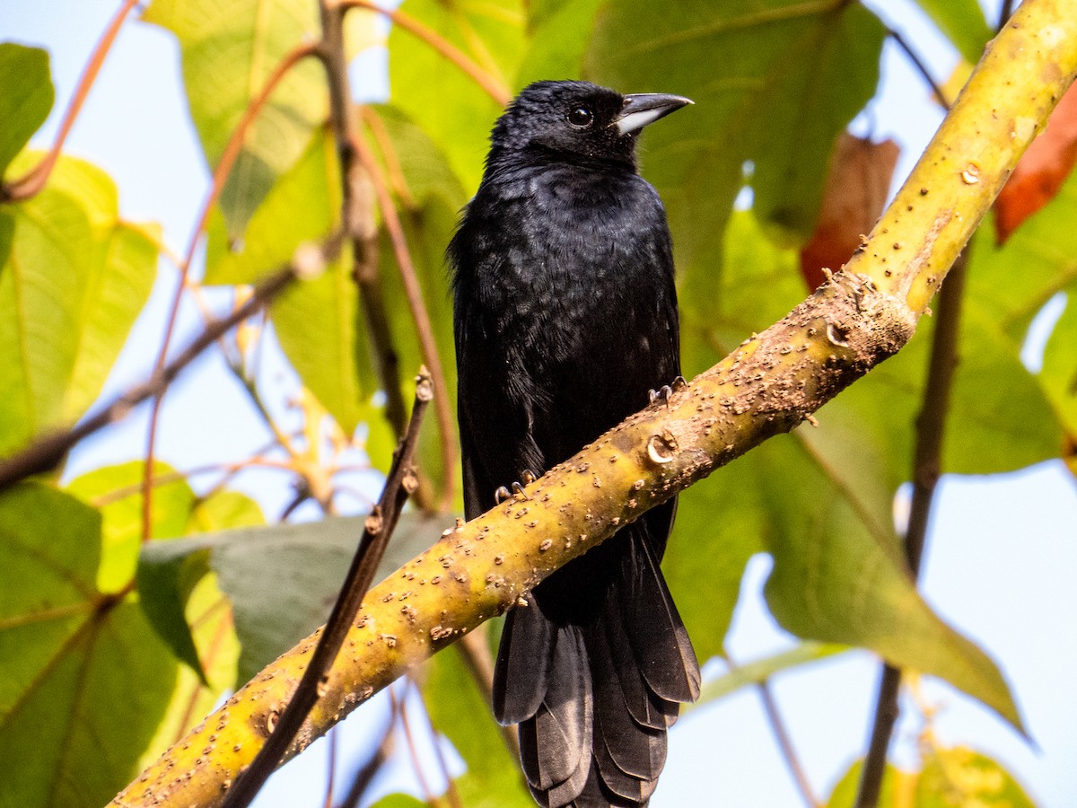 White-lined Tanager - ML624491267