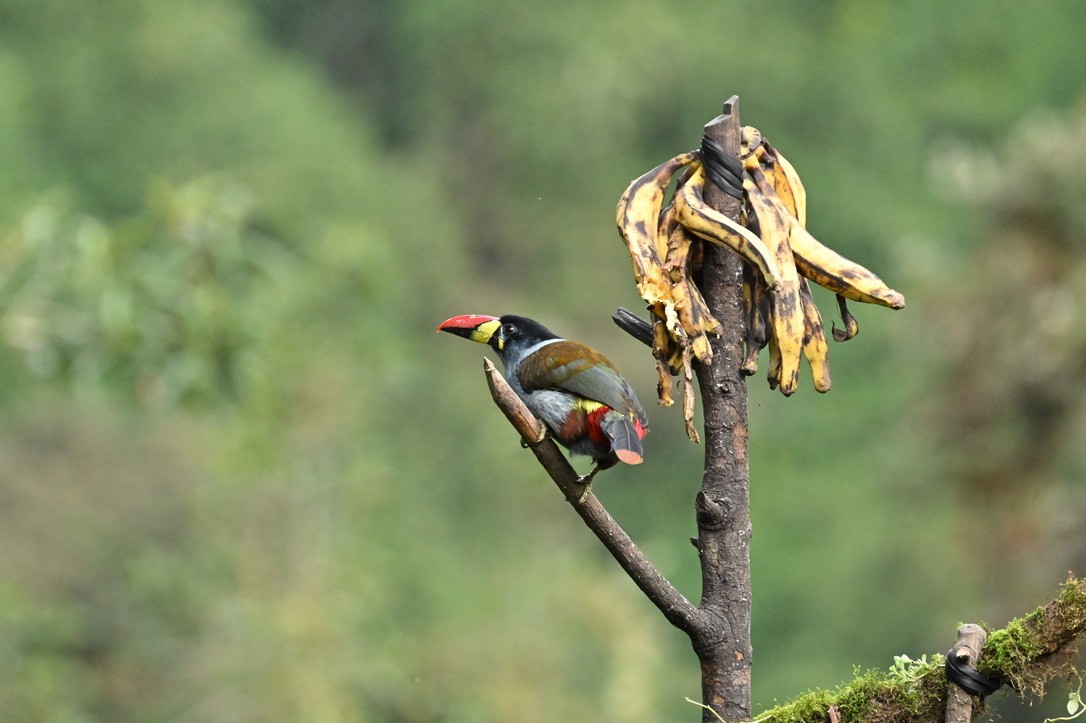 Gray-breasted Mountain-Toucan - ML624491433