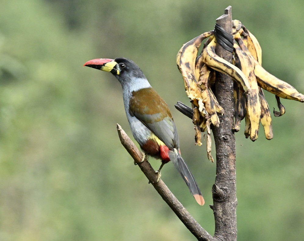 Gray-breasted Mountain-Toucan - ML624491434