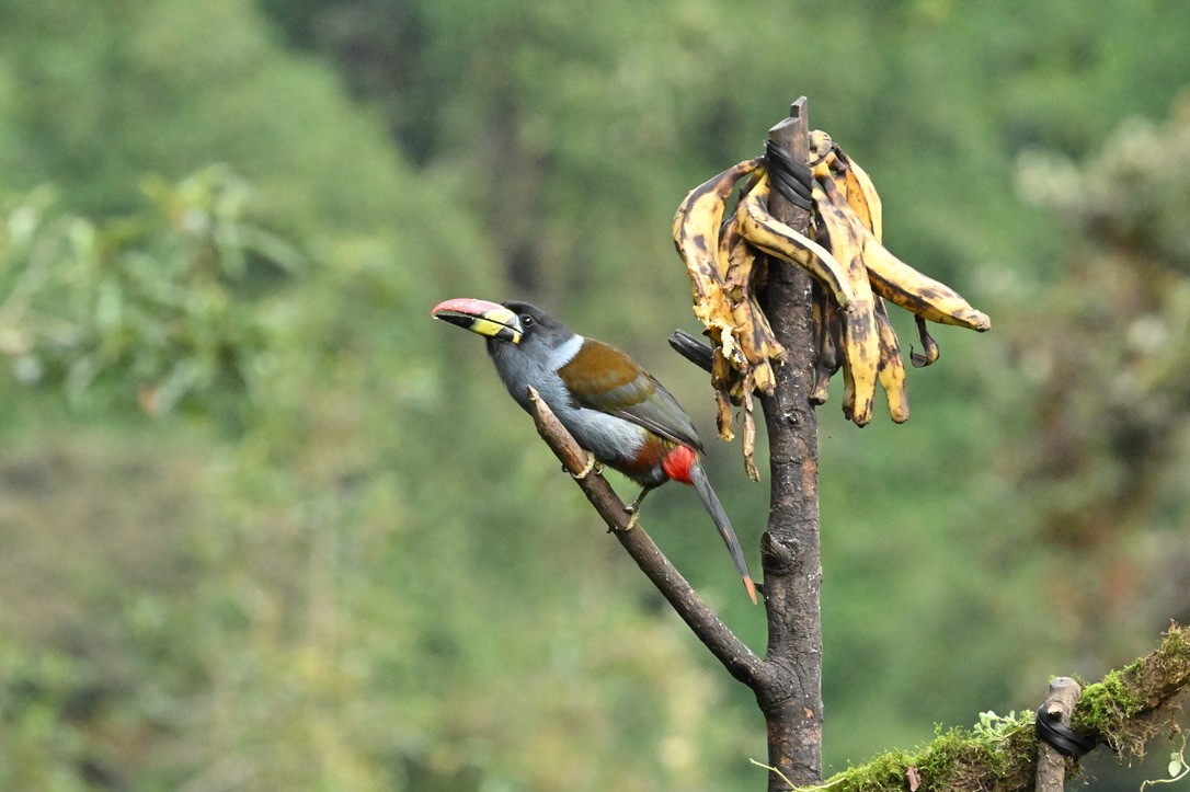 Gray-breasted Mountain-Toucan - ML624491435