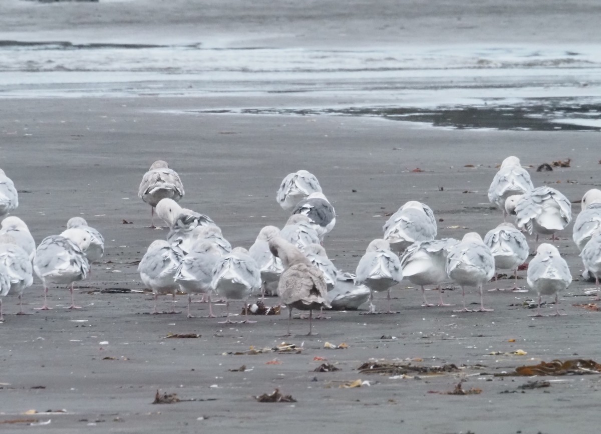 Slaty-backed Gull - ML624491457