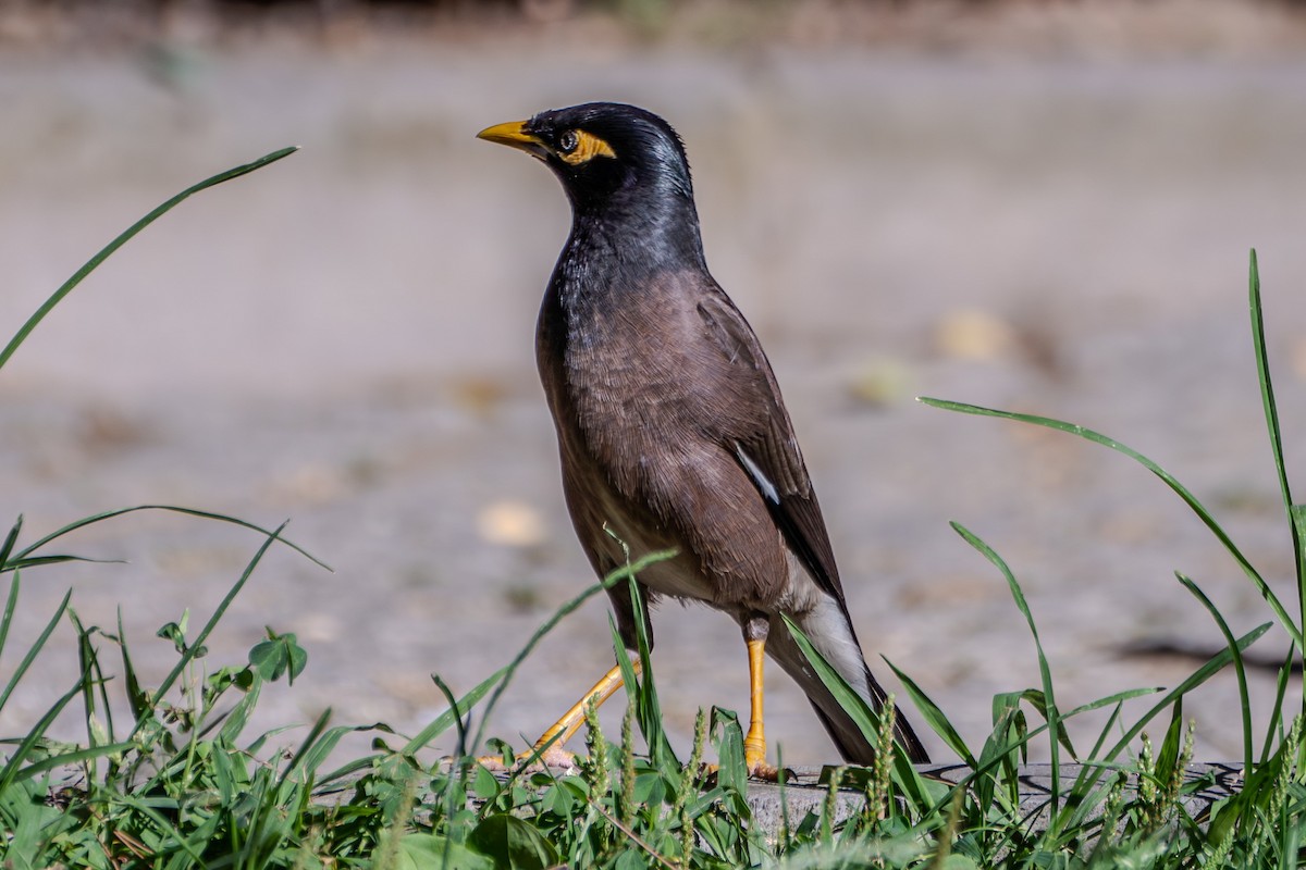 Common Myna - ML624491492