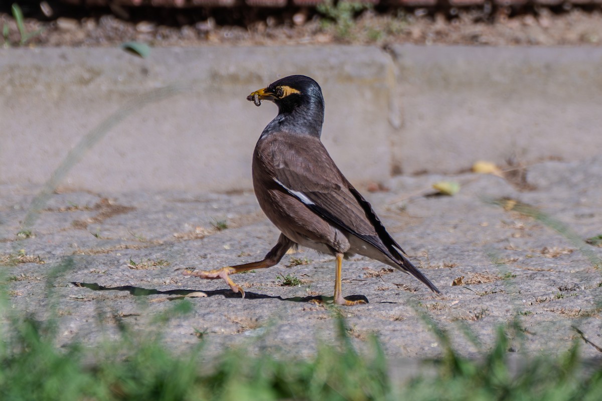 Common Myna - ML624491493