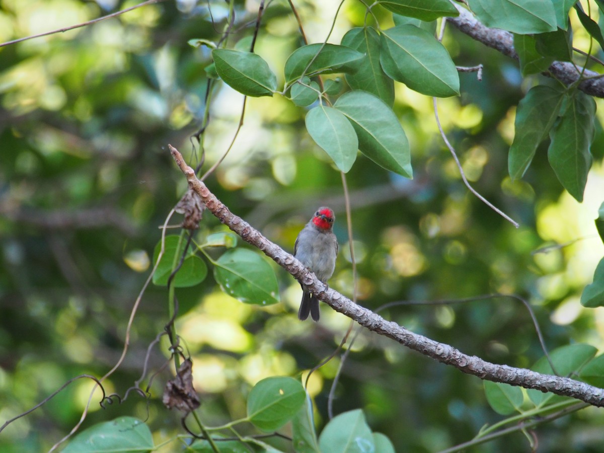 Red-headed Myzomela - Tim Cooke